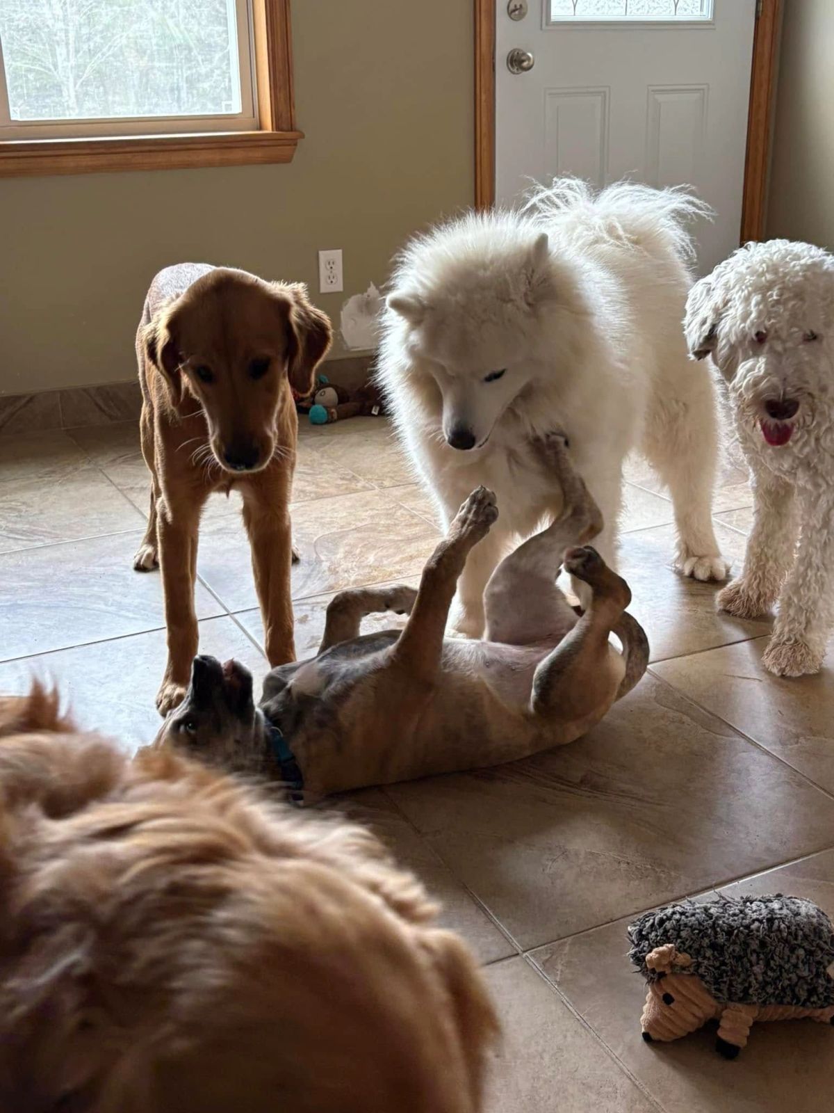 Dogs resting and playing indoors