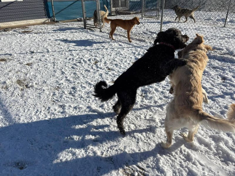 A dog at K9 Stay N Play (2)