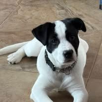A dog at K9 Stay N Play (6)