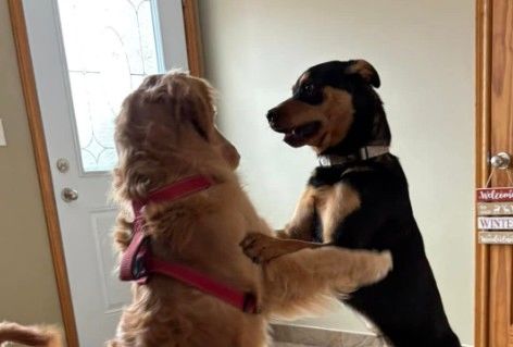 A dog at K9 Stay N Play (7)