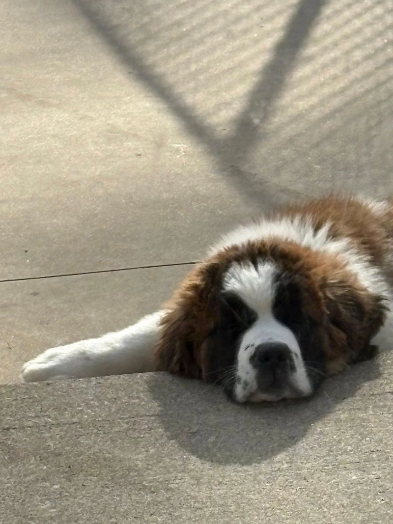 A dog at K9 Stay N Play (8)