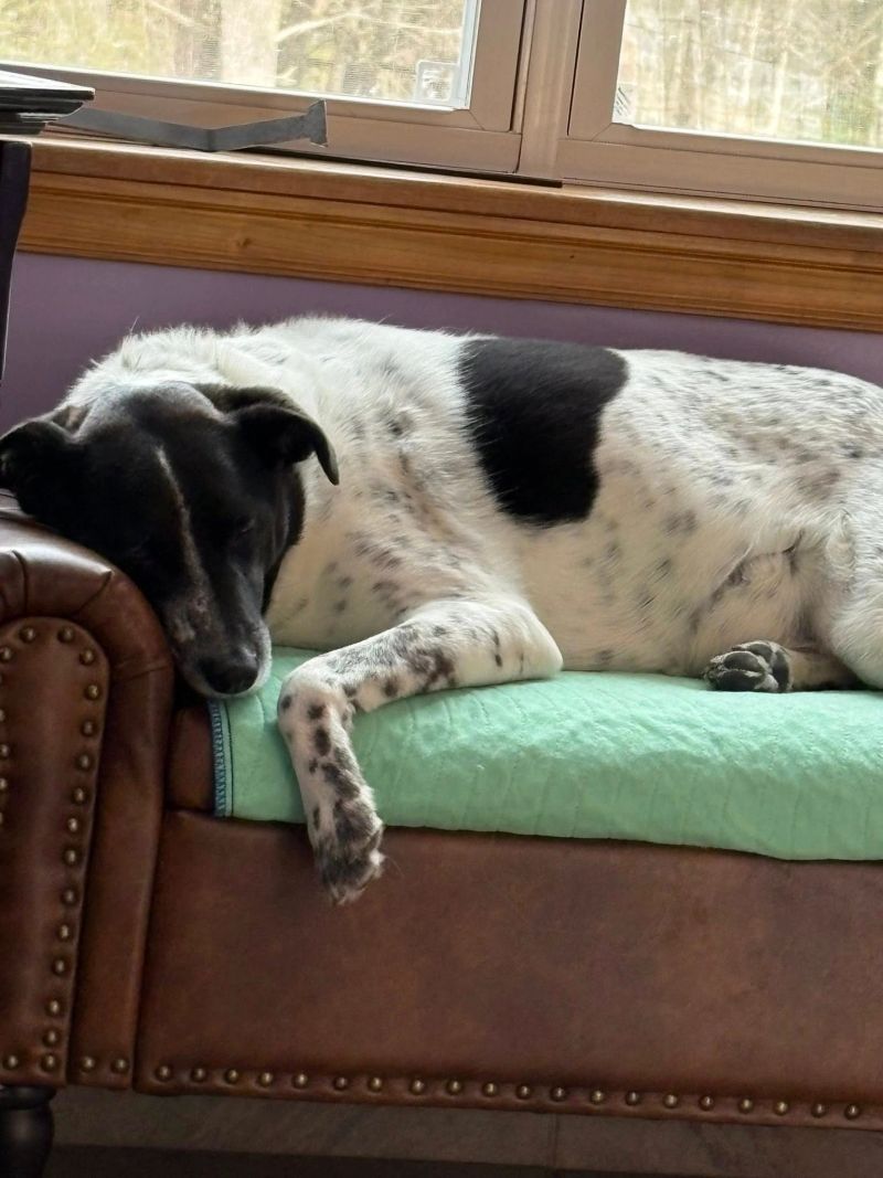 A dog at K9 Stay N Play (9)