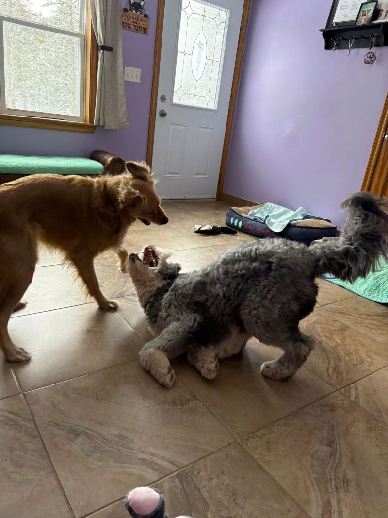 A dog at K9 Stay N Play (12)