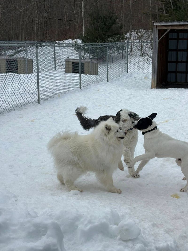 A dog at K9 Stay N Play (14)