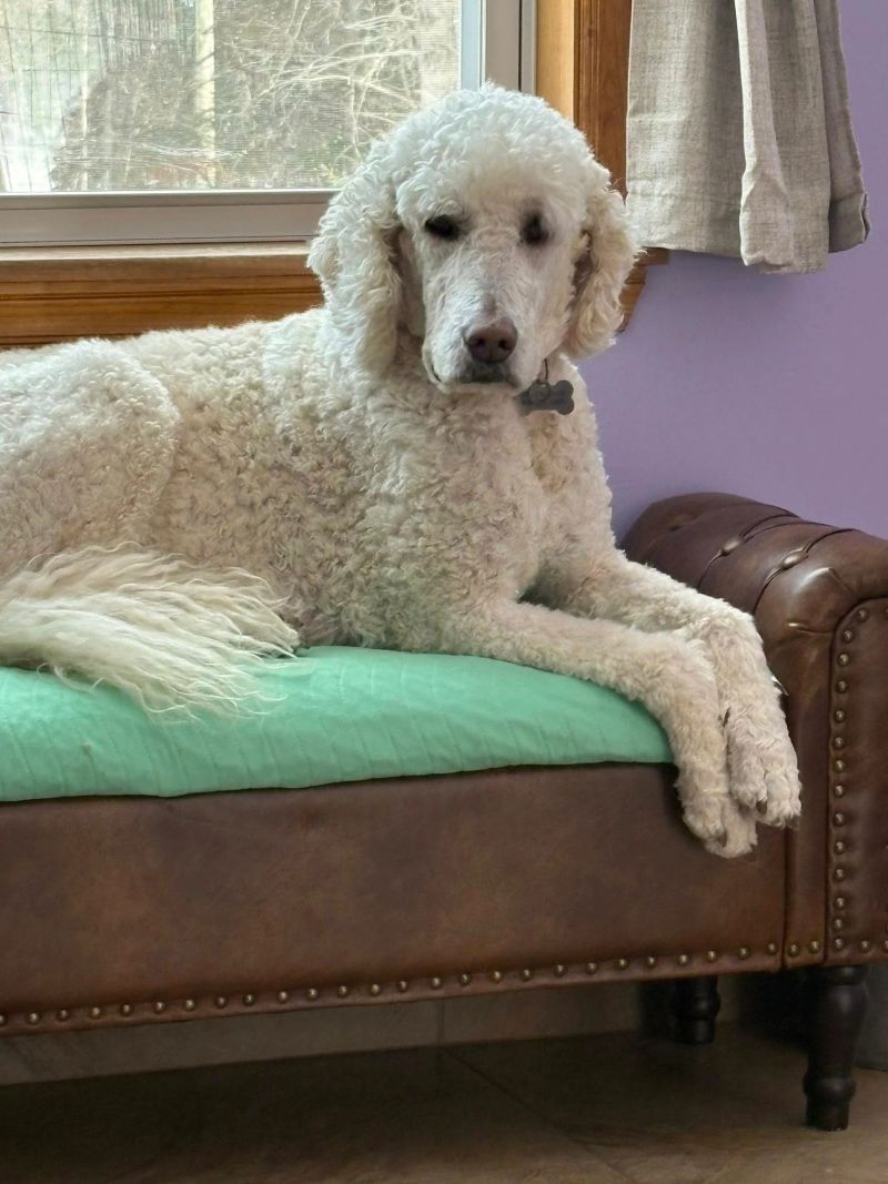 A dog at K9 Stay N Play (16)