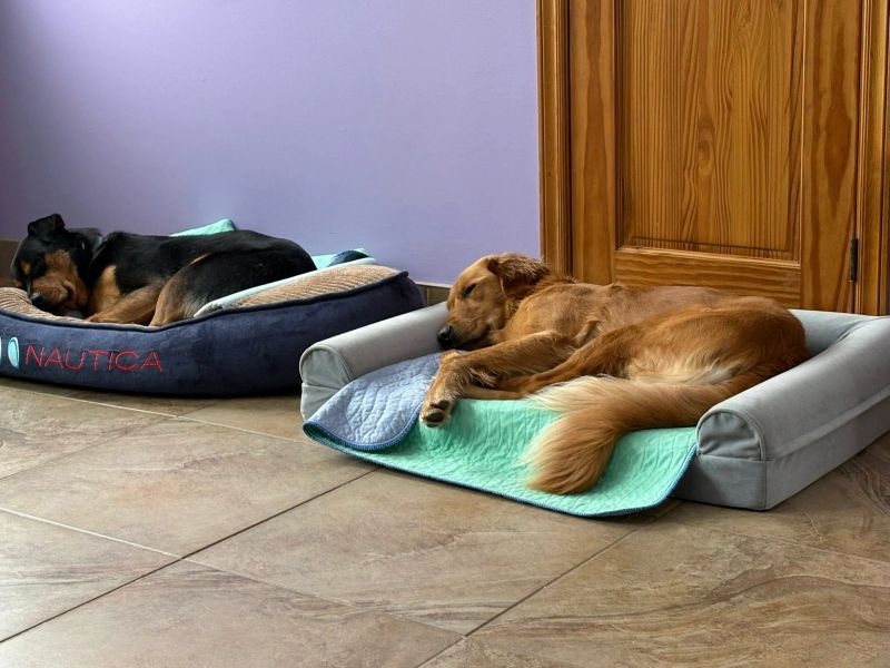 A dog at K9 Stay N Play (17)