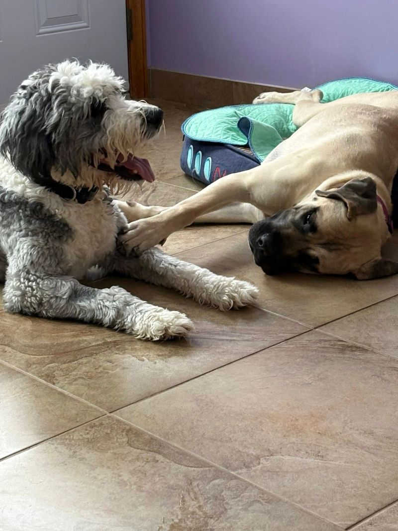 A dog at K9 Stay N Play (18)