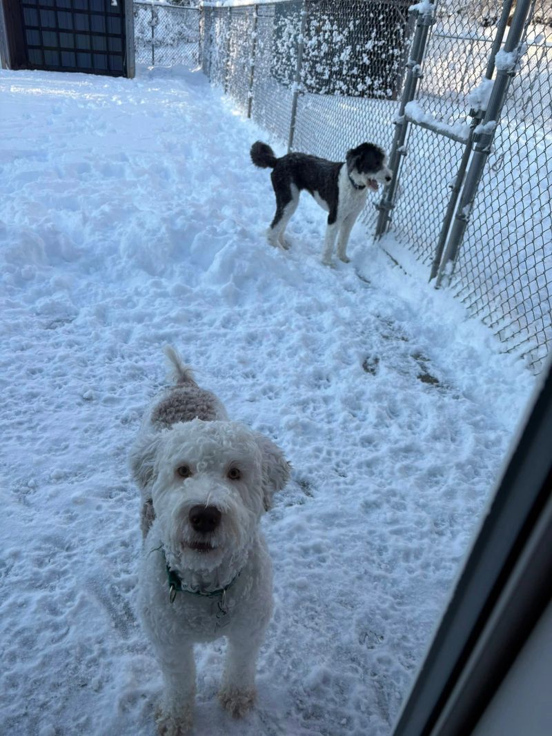 A dog at K9 Stay N Play (19)