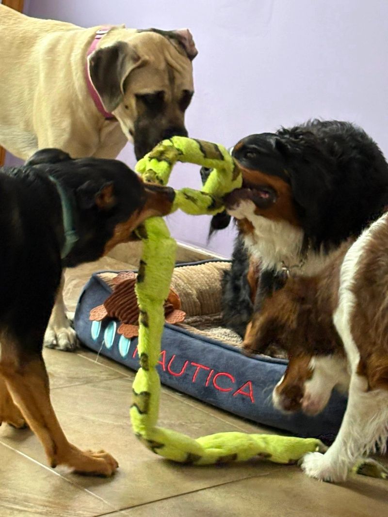 A dog at K9 Stay N Play (20)