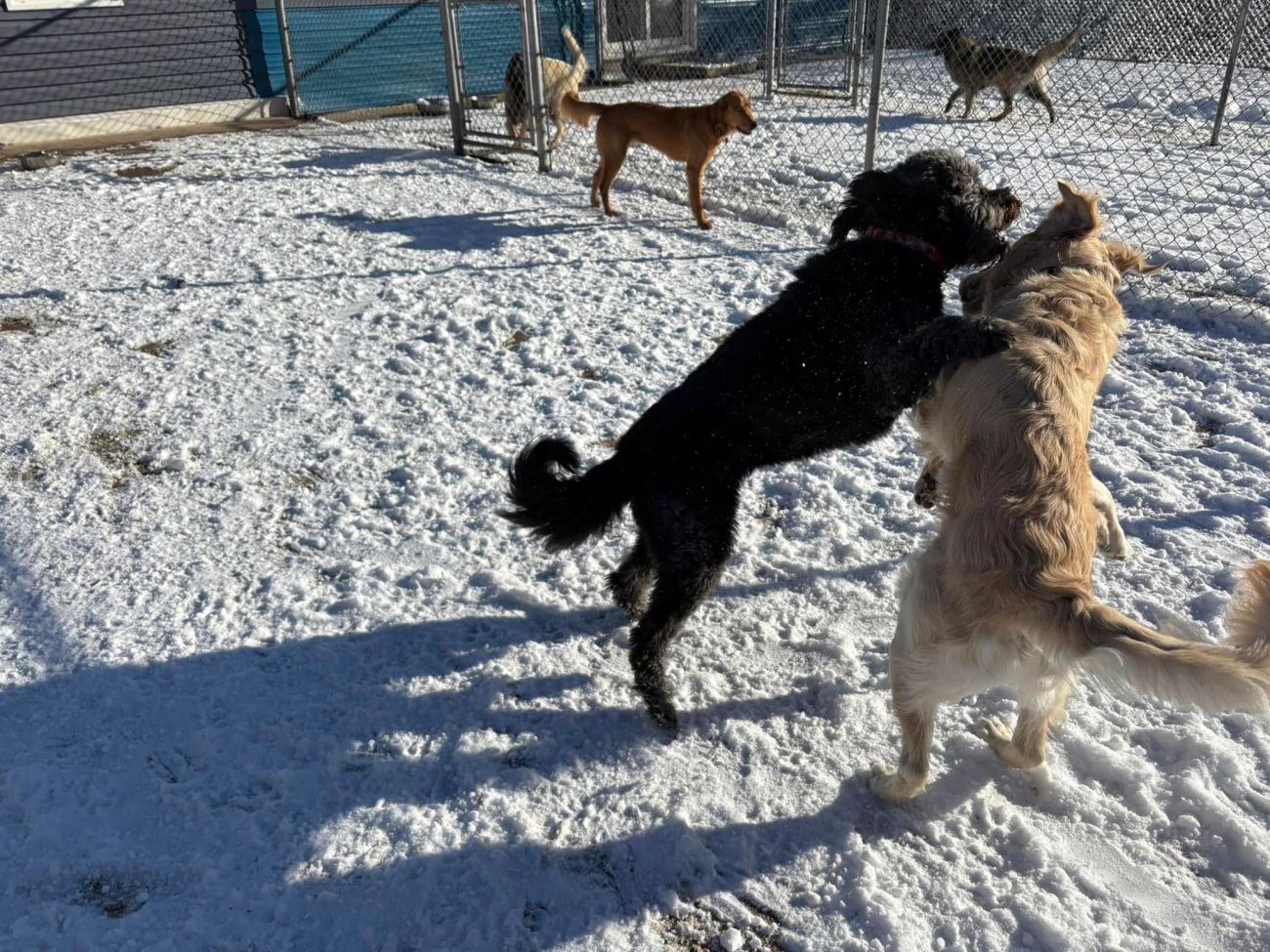 Dogs playing outdoors at K9 Stay N Play in Weldon, New Brunswick