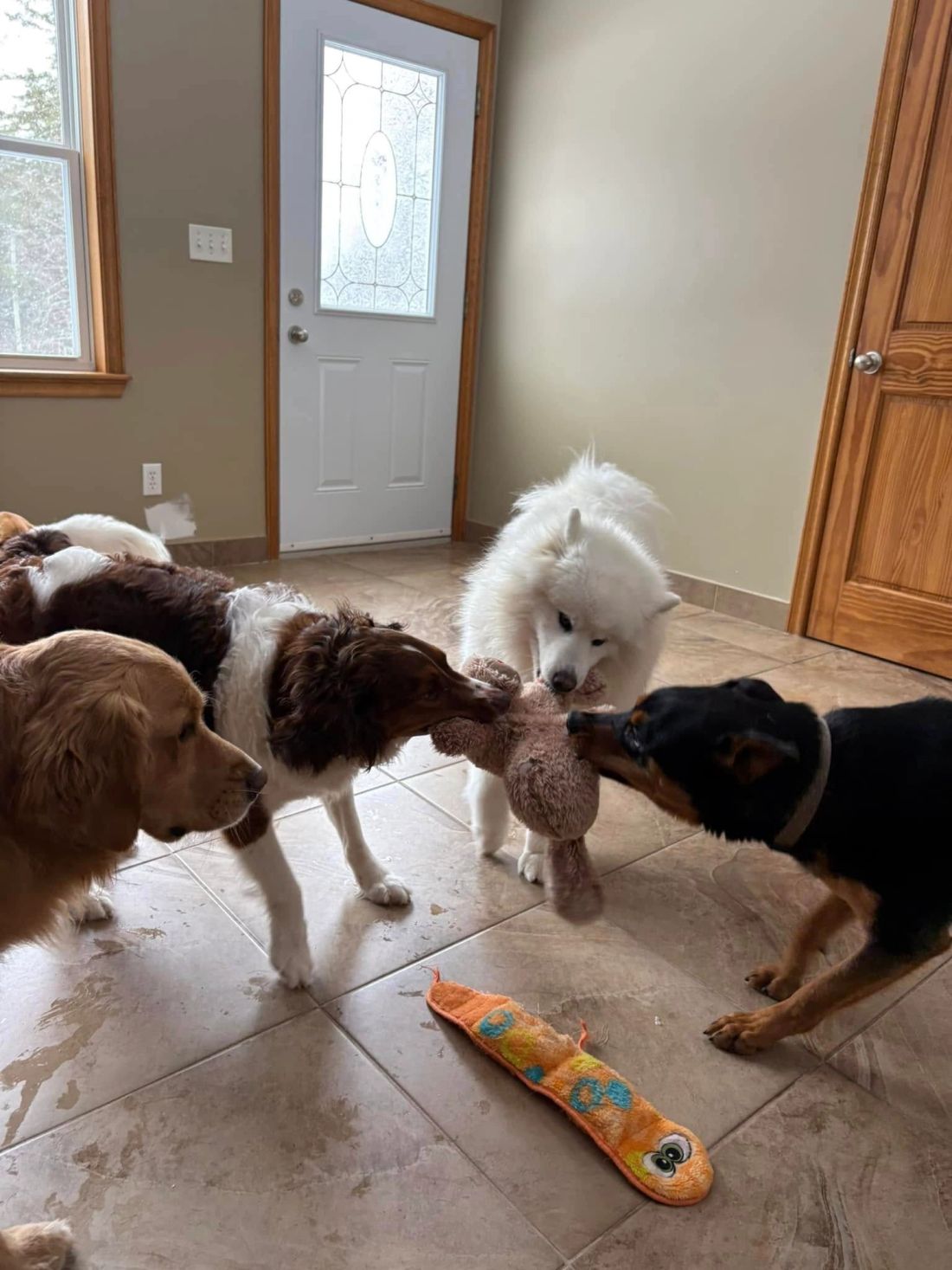 A group of dogs playing tug-of-war with toys inside at K9 Stay N Play